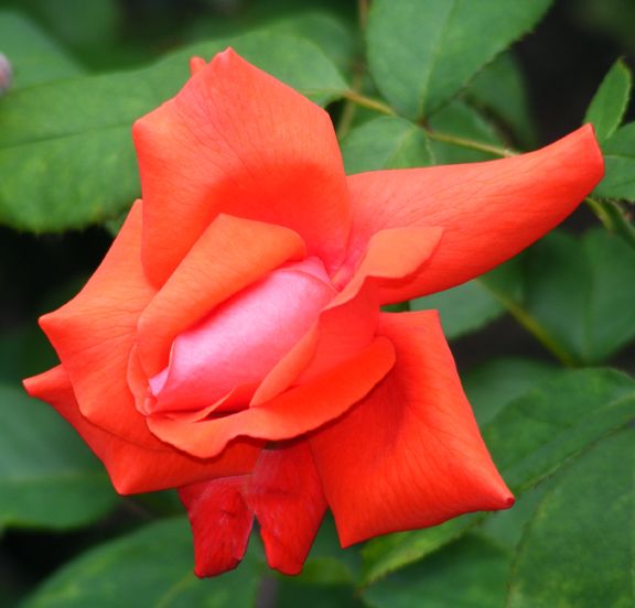 Fragrant Cloud photo fc2013_07050005_zps620ea4db.jpg